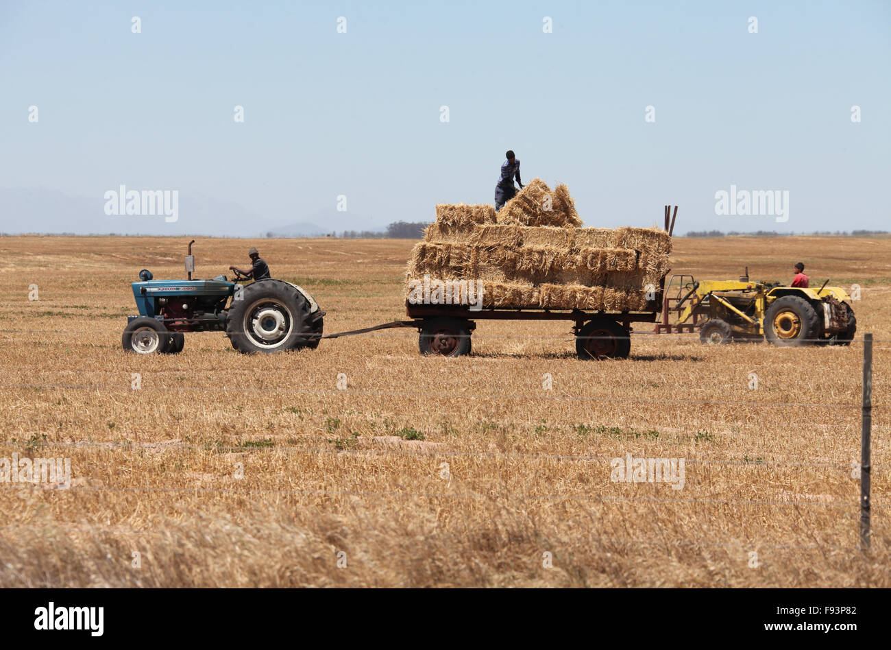 Erntezeit in der Western Cape Südafrika Stockfoto