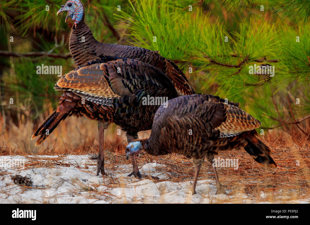 Wilder Truthahn Stockfoto