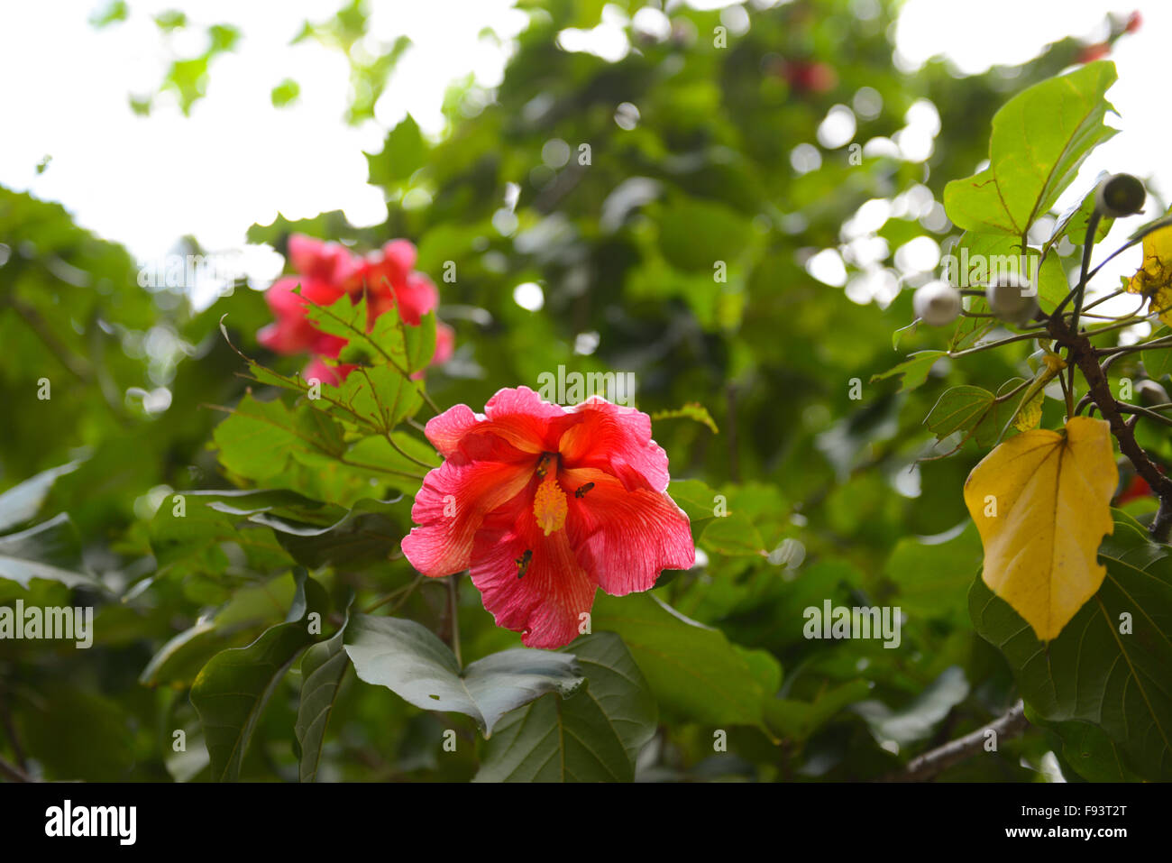Zwei Bienen bestäuben eine Hibiskusblüte (Malvaceae). Ponce, Puerto Rico. Karibik-Insel. Territorium der USA. Stockfoto