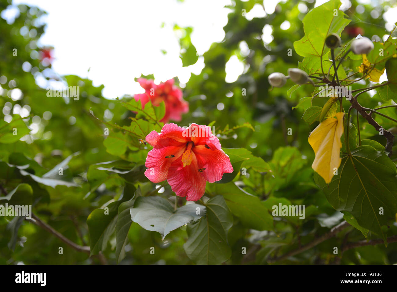Zwei Bienen bestäuben eine Hibiskusblüte (Malvaceae). Ponce, Puerto Rico. Karibik-Insel. Territorium der USA. Stockfoto