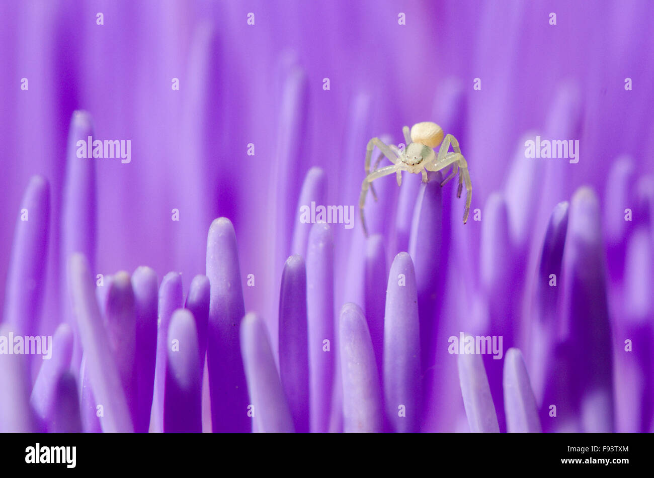 Artischocke [Cynara Scolymus]. Nahaufnahme der Blüten. Wahrscheinlich eine junge Krabbenspinne [Misumena Vatia]. VEREINIGTES KÖNIGREICH. August Stockfoto