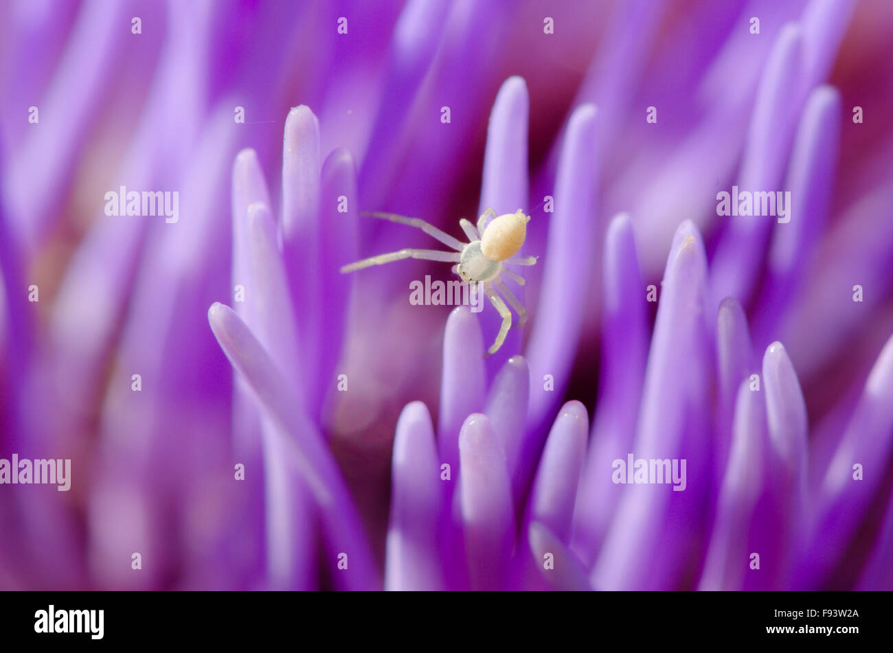 Artischocke [Cynara Scolymus]. Nahaufnahme der Blüten. Wahrscheinlich eine junge Krabbenspinne [Misumena Vatia]. VEREINIGTES KÖNIGREICH. August Stockfoto