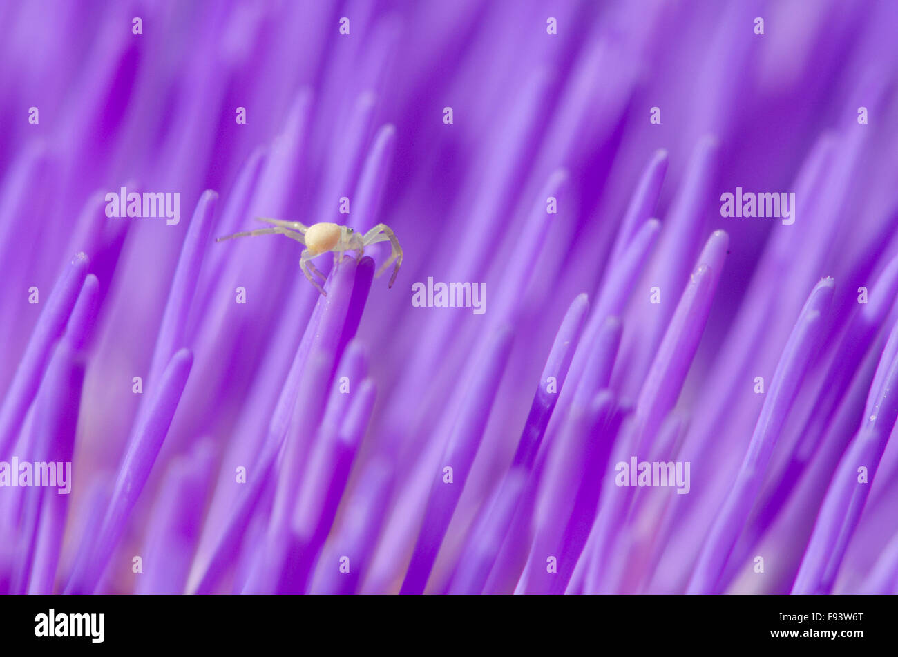 Artischocke [Cynara Scolymus]. Nahaufnahme der Blüten. Wahrscheinlich eine junge Krabbenspinne [Misumena Vatia]. VEREINIGTES KÖNIGREICH. August Stockfoto