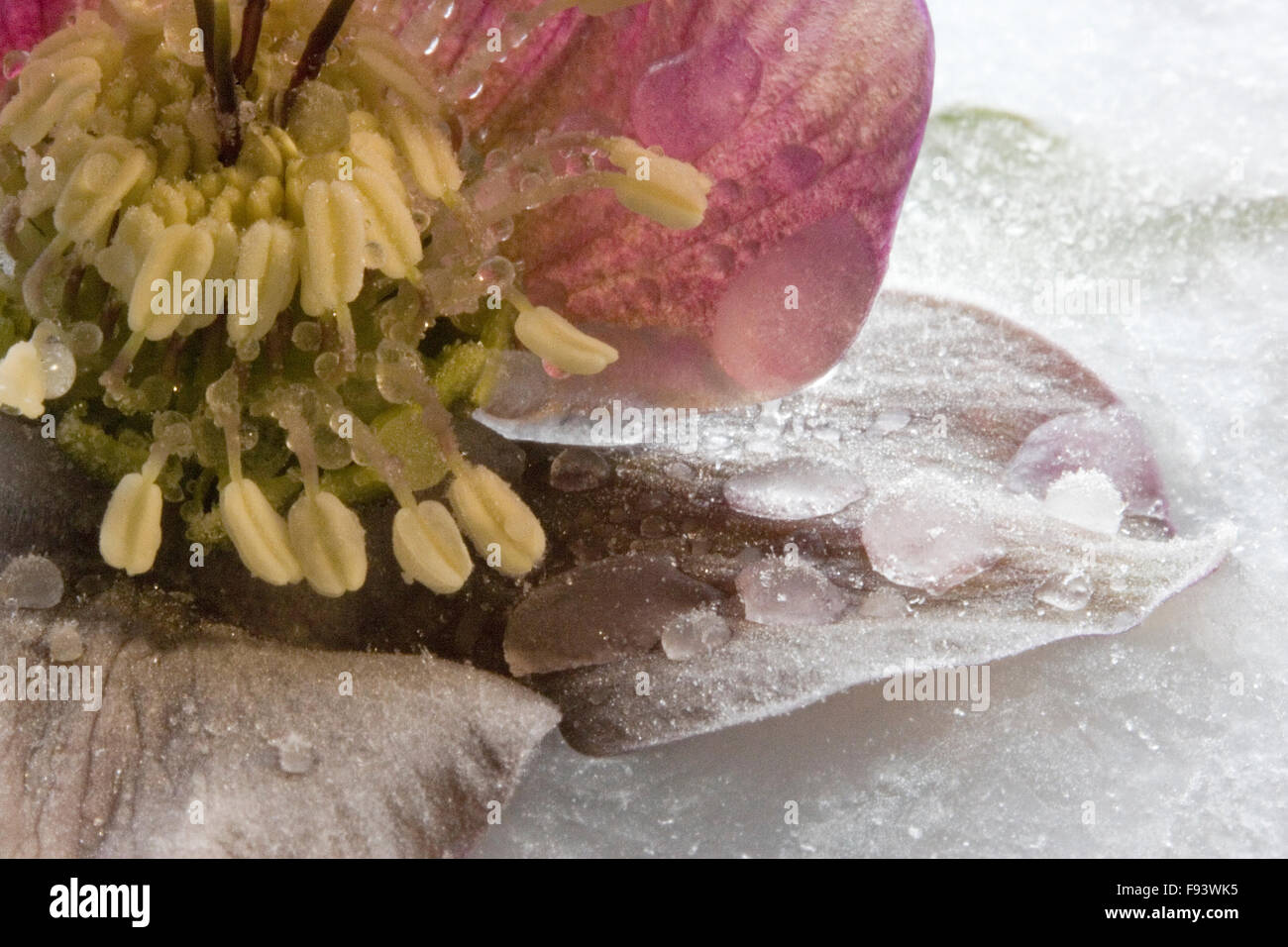 Stillleben mit Nieswurz Blüte auf Eis gefroren Stockfoto