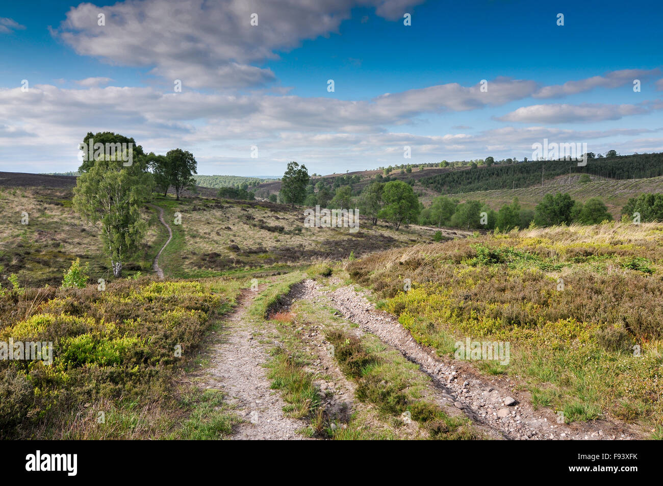 Cannock Chase Landschaft, Staffordshire, England Stockfoto