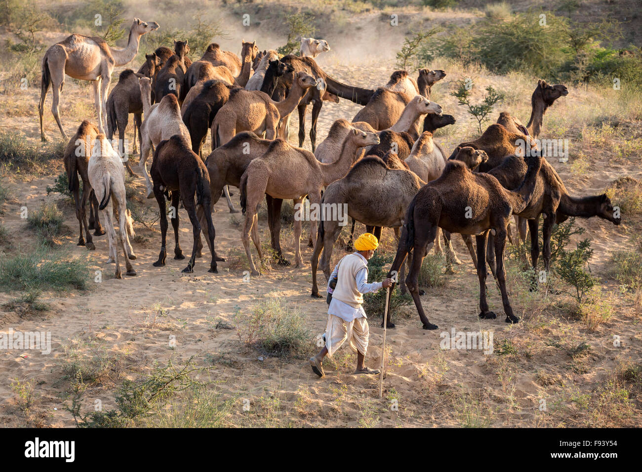 Kamele und Menschen auf dem Weg nach Pushkar Mela, Pushkar Camel Fair, Rajasthan, Indien Stockfoto
