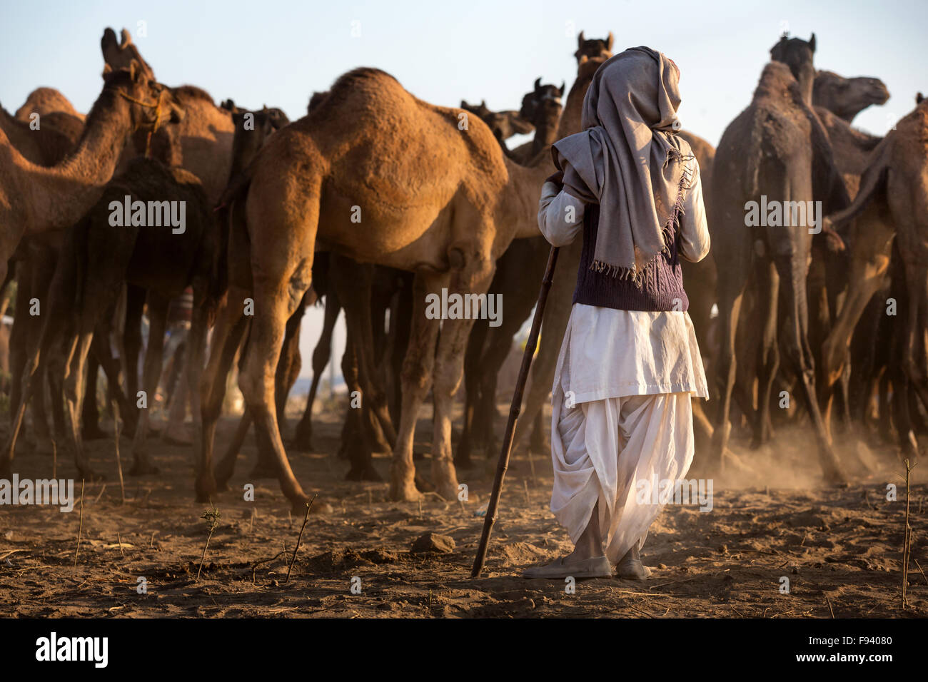 Ein Mann beobachtet seinen Kamelen bei der Pushkar Mela Camel fair, Pushkar, Rajasthan, Indien Stockfoto