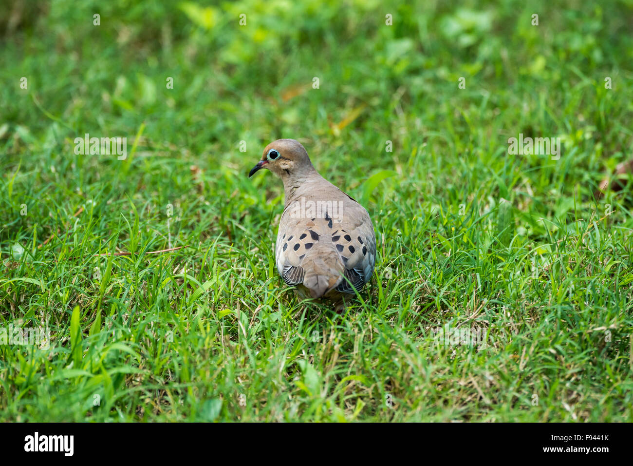 Ein Mourning Dove (Zenaida Macroura) im grünen Rasen. Texas, USA. Stockfoto