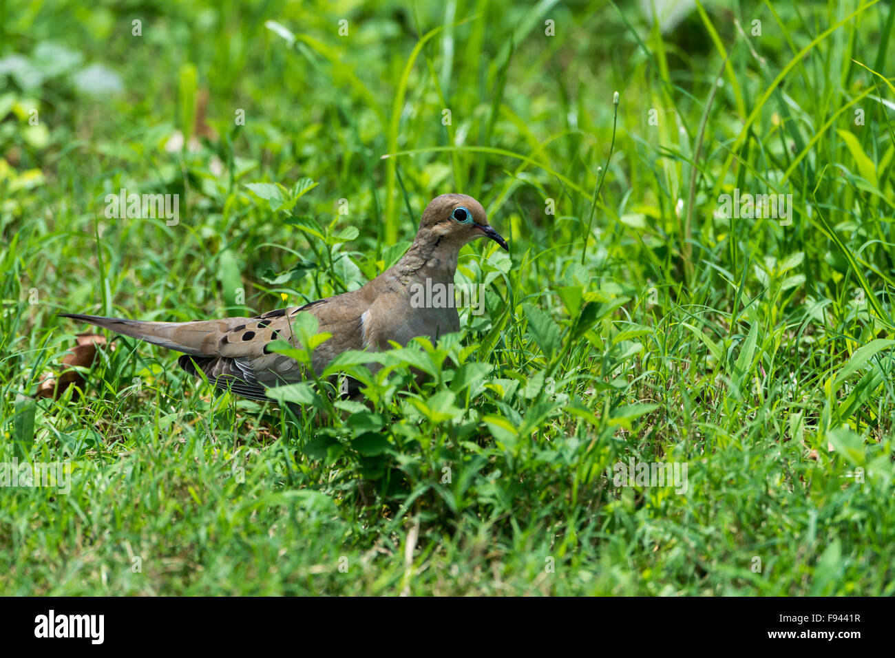 Ein Mourning Dove (Zenaida Macroura) im grünen Rasen. Texas, USA. Stockfoto