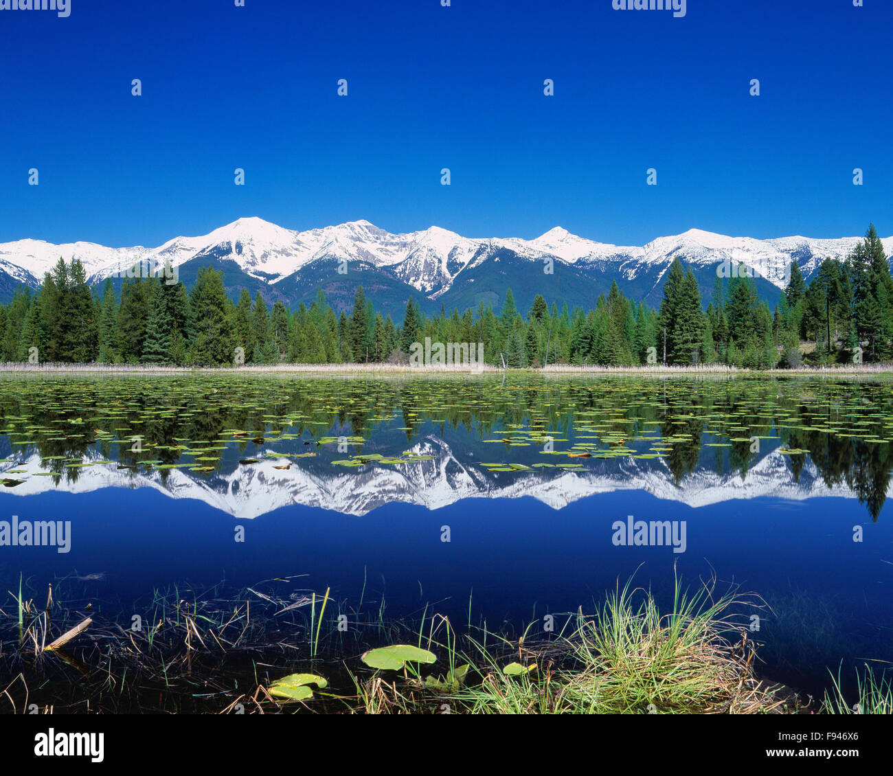 Schwan-Bereich spiegelt sich in einem Teich im Swan Valley in der Nähe von Condon, montana Stockfoto