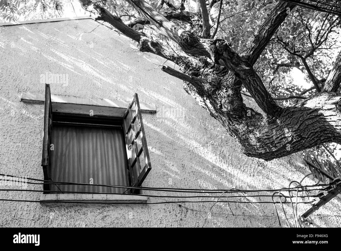 Einzelnes Fenster neben furchterregender Baum schwarz / weiß Stockfoto