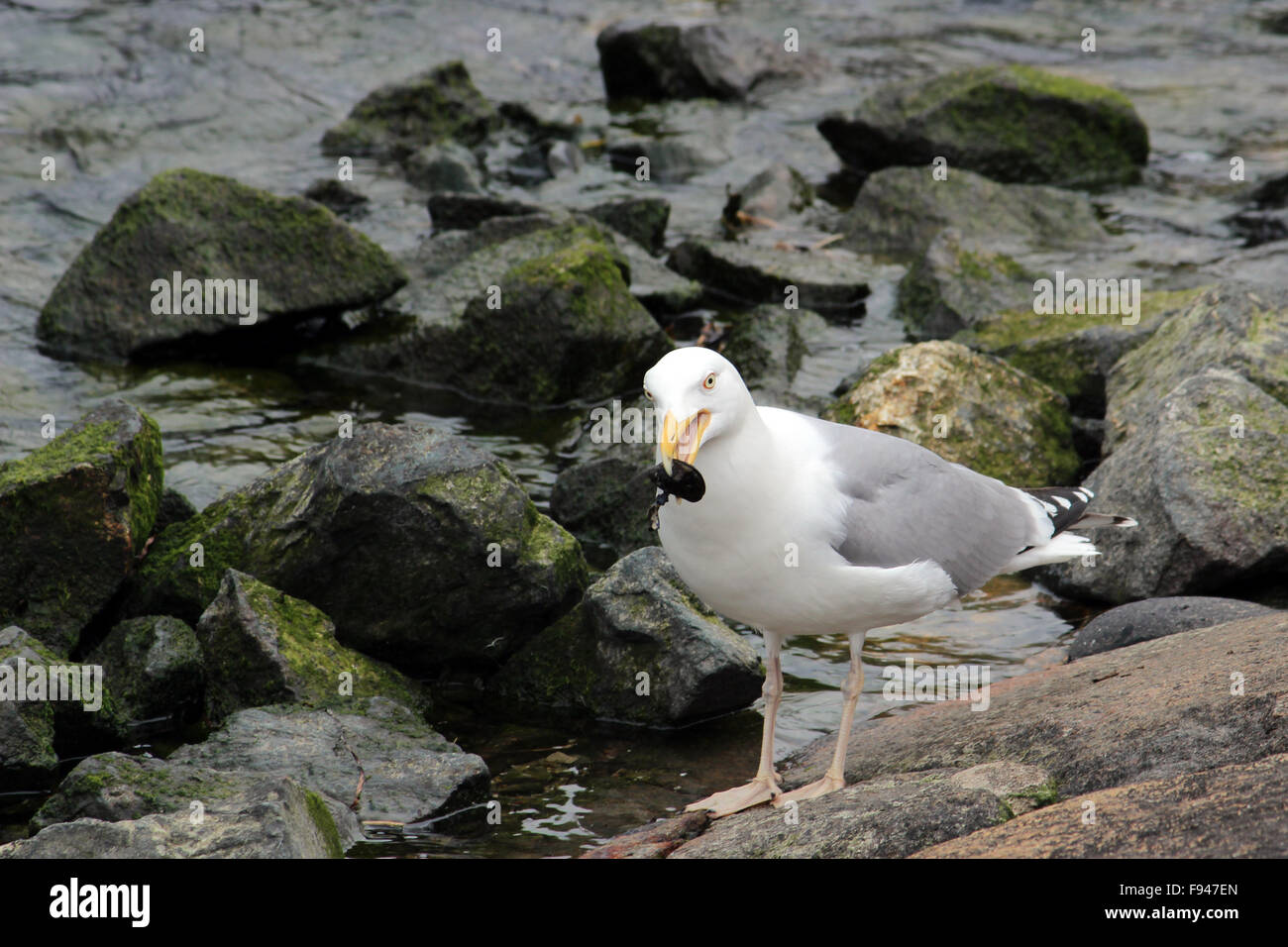 Weiße Möwe mit Essen in seinen Schwanz sitzt neben Wasser Stockfoto