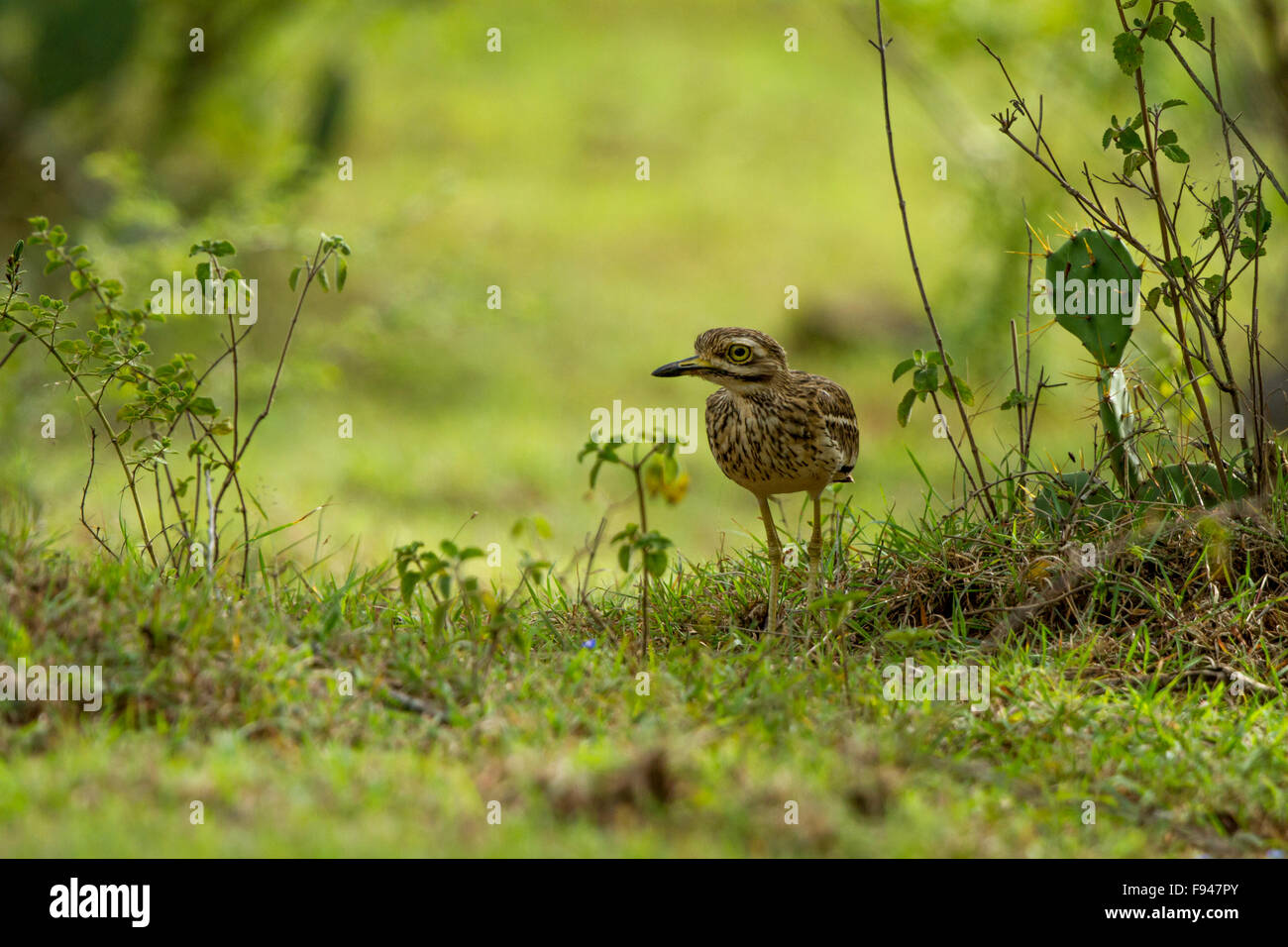 Die eurasischen Triel, eurasische Thick-knee oder einfach Stein-Brachvogel ist eine nördliche Arten der Familie Burhinidae Vogel. Stockfoto