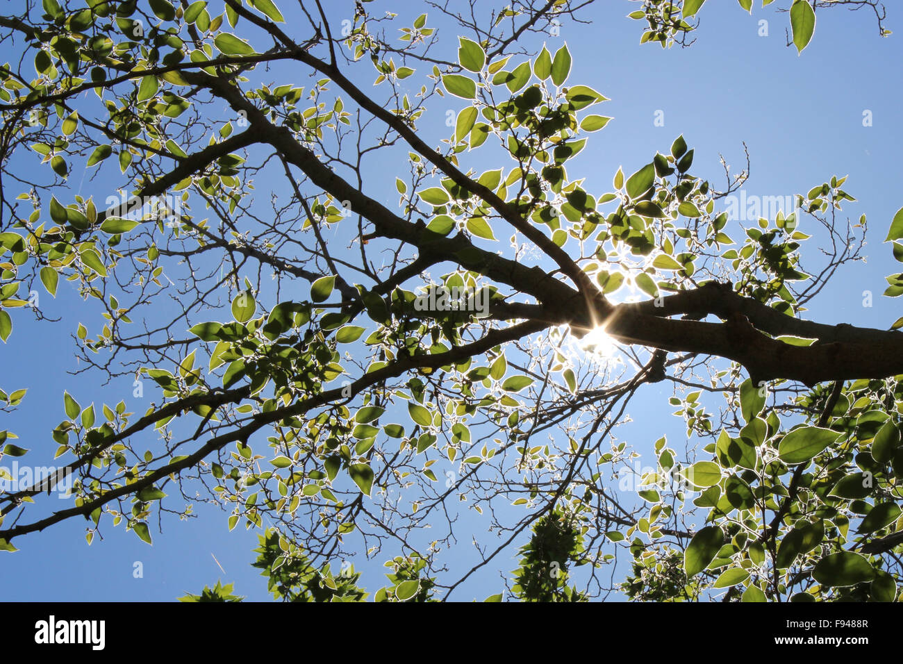 Ast eines Baumes mit großer Blätter in der Sonne vor dem blauen Himmel Stockfoto