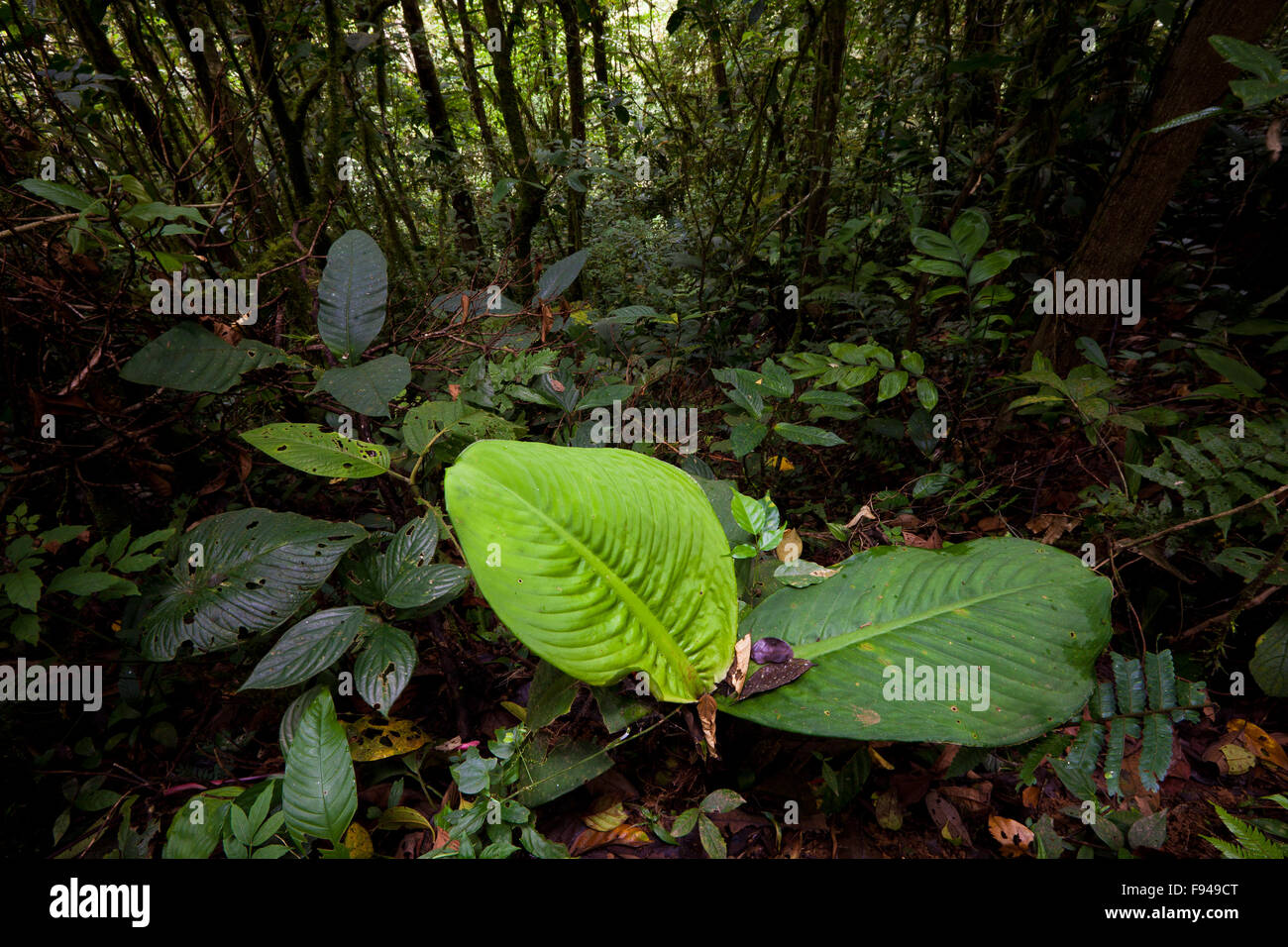 Grosse Blätter auf dem Waldboden in der Cloud forest in Omar Torrijos Nationalpark, Cordillera Central, Provinz Cocle, Republik Panama. Stockfoto