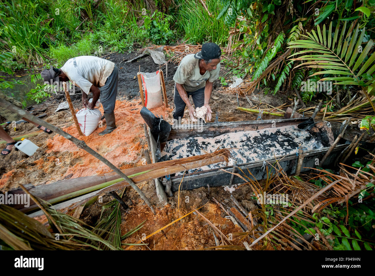 Männer, die Sago in der Provinz Maluku, Indonesien, extrahieren. Stockfoto