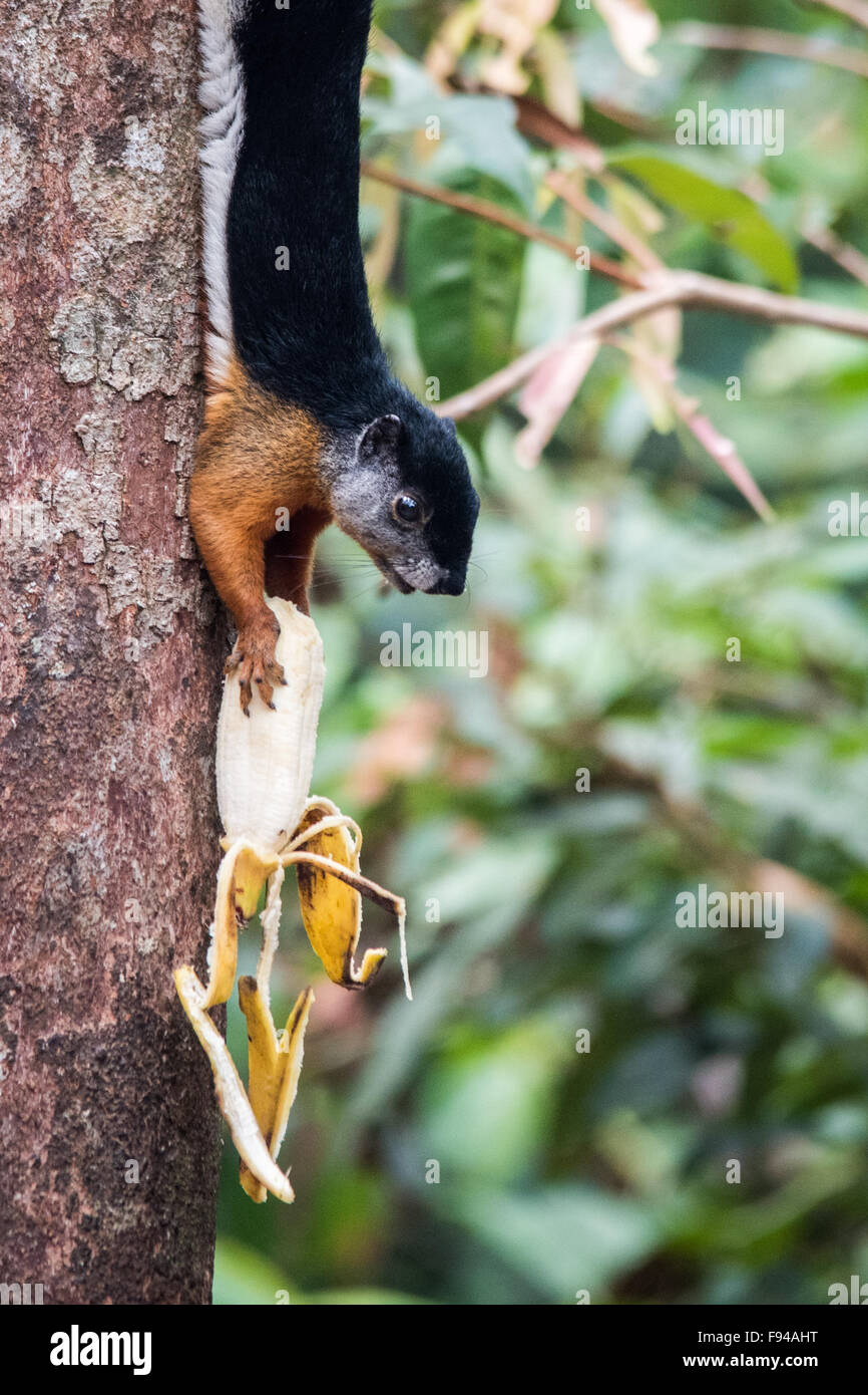 Prevost von Eichhörnchen oder asiatischen dreifarbigen Eichhörnchen (Callosciurus Prevostii), Banane essen, Kalimantan, Indonesien Stockfoto