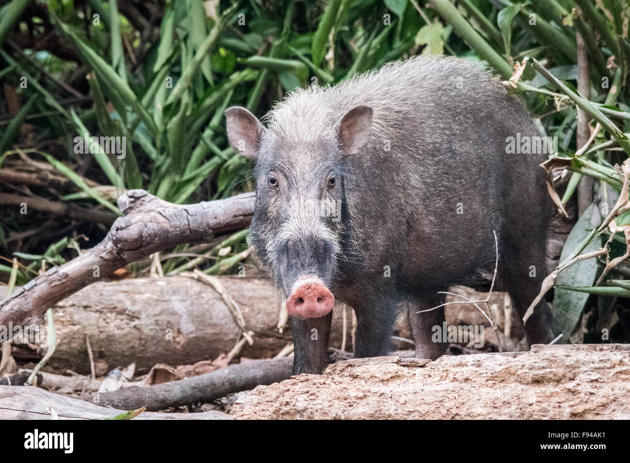 Wildschwein (Sus Scrofa), Tanjung Puting NP, Kalimantan, Borneo, Indonesien Stockfoto