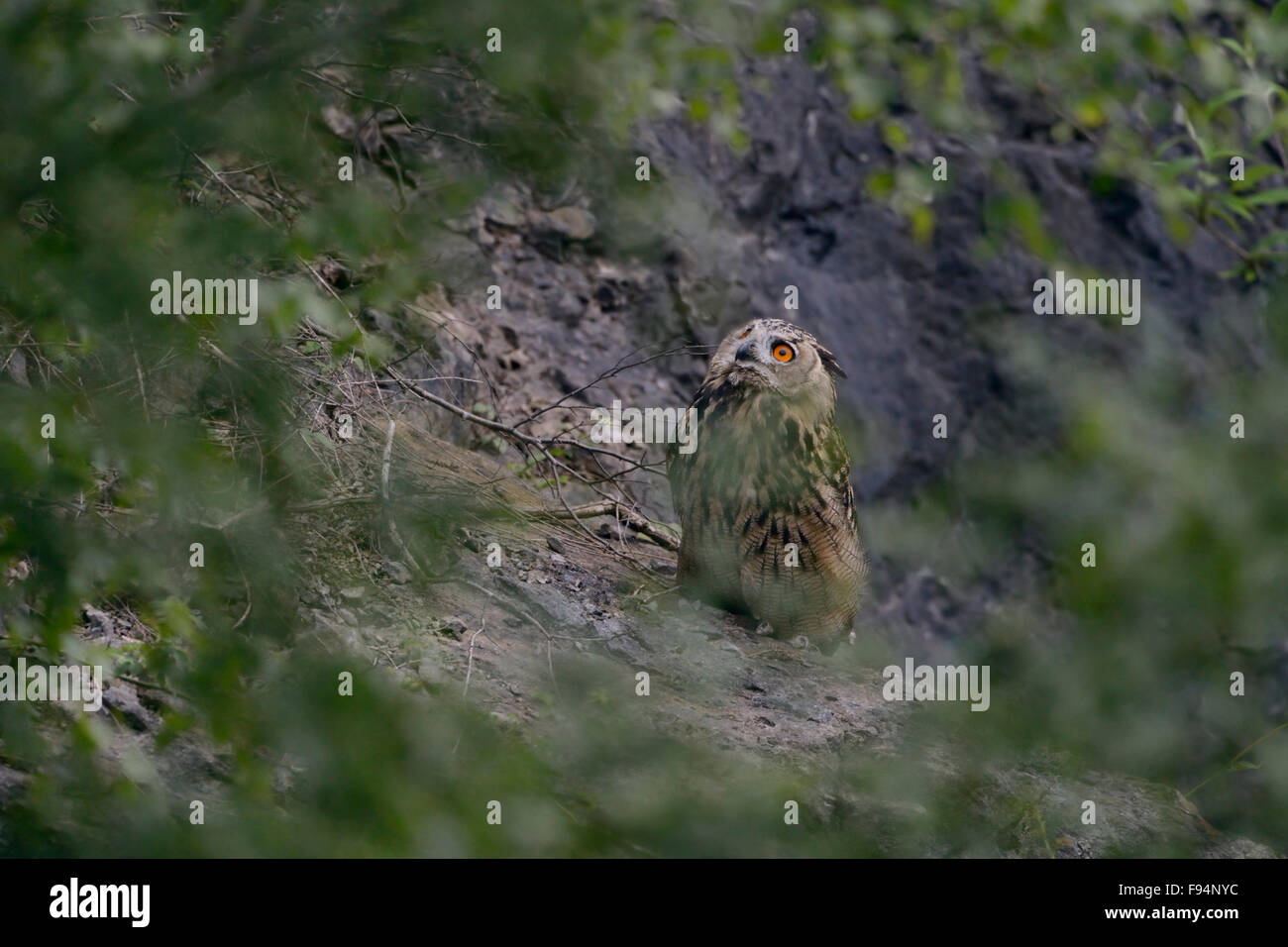 Nördlichen Uhu / Europaeischer Uhu (Bubo Bubo) sitzt versteckt hinter Büschen, sieht sich mit seinen leuchtenden orangefarbenen Augen. Stockfoto