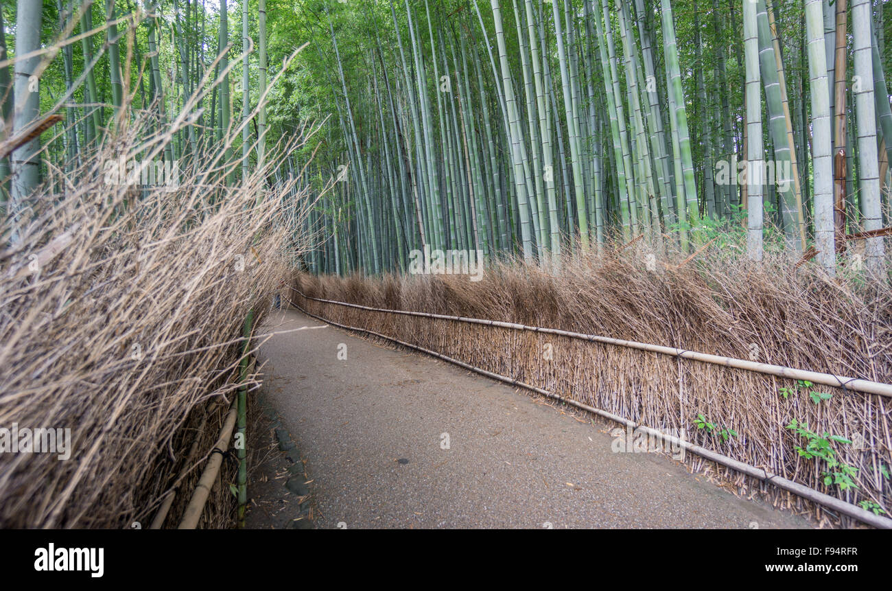 Die Arashiyama Bamboo Grove von Kyoto, Japan. Stockfoto