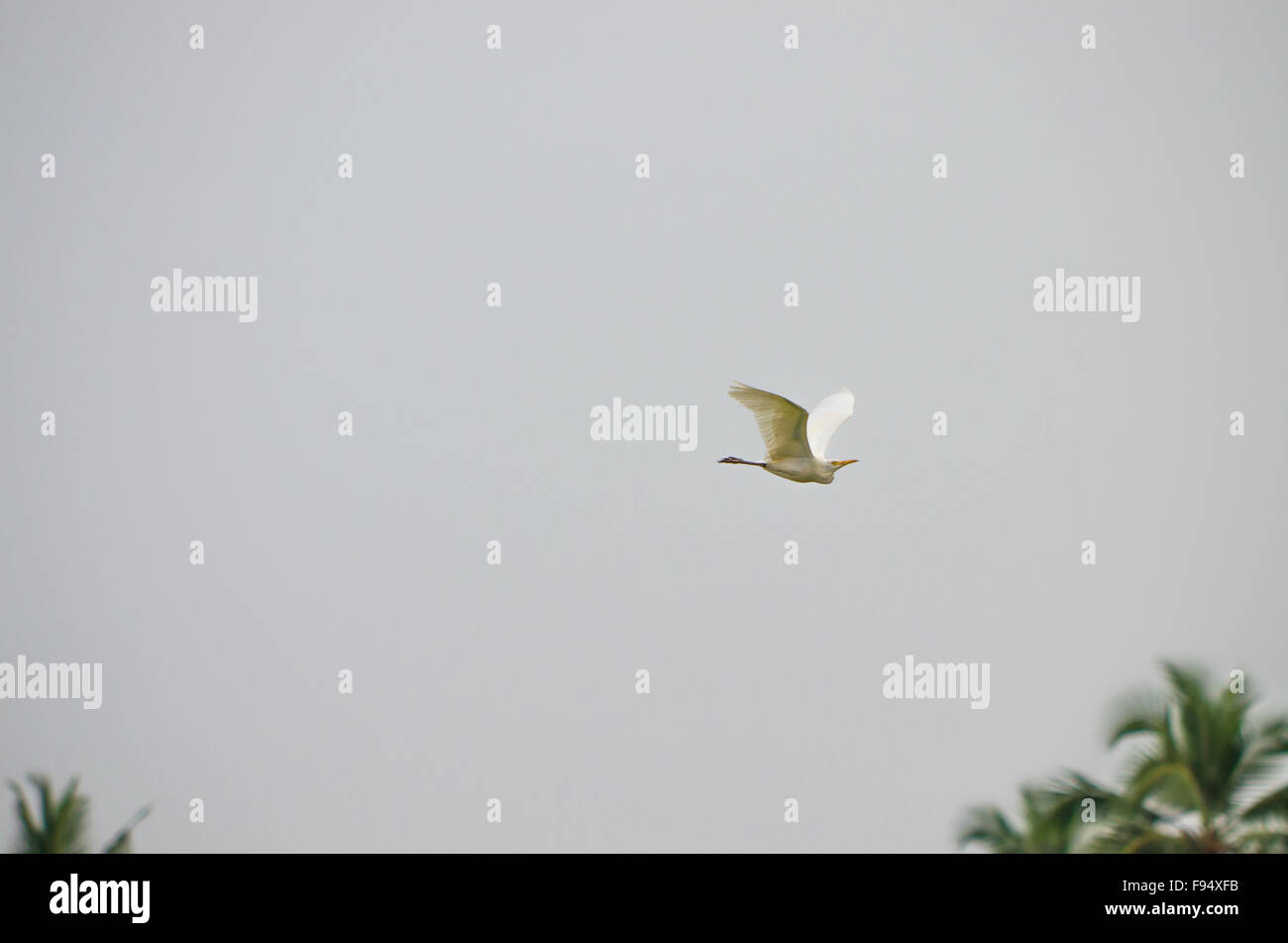 ein Vogel, ein Reiher kleine, weiße Reiher, ein tropischer Vogel, eine Welle der Flügel gegen den grauen Himmel, Unkraut, weiß Stockfoto