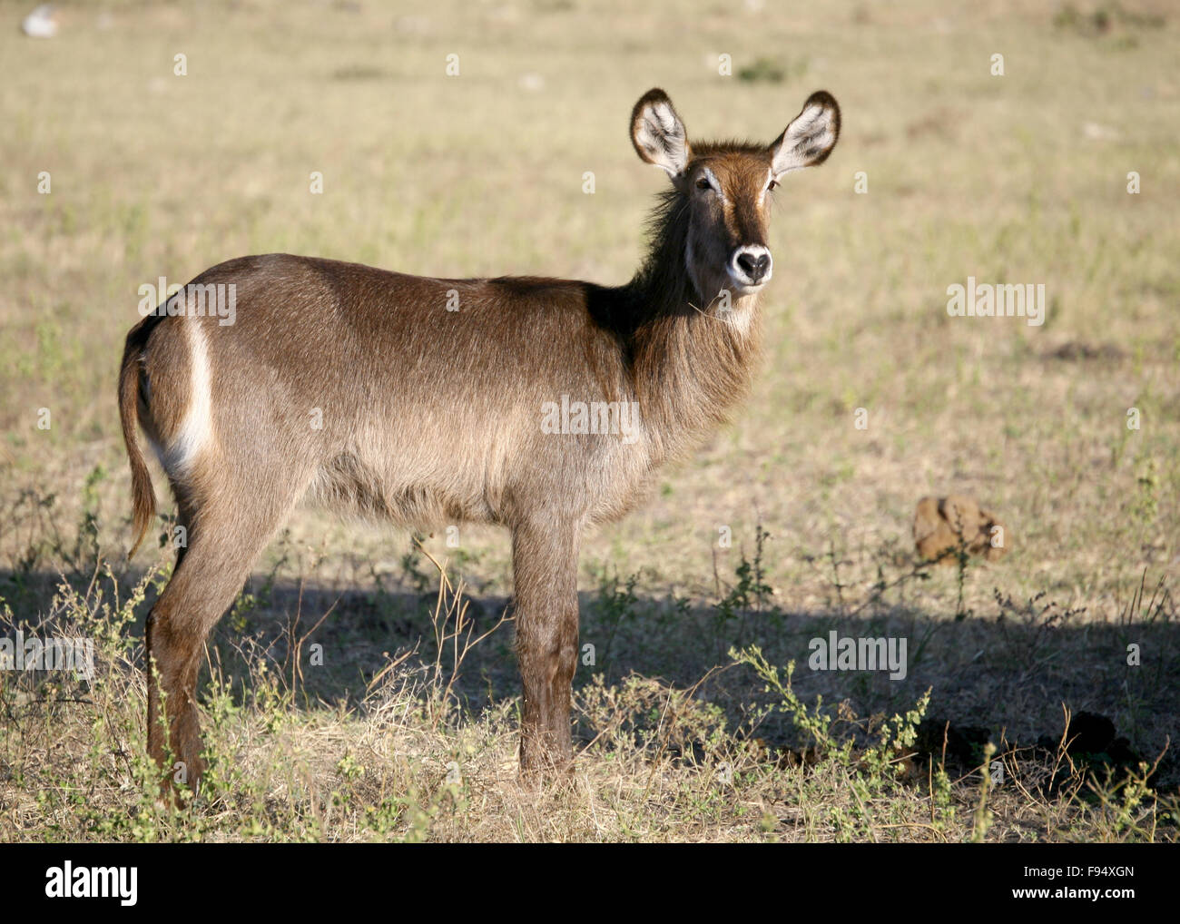 Wasser Buck Botswana Afrika Stockfoto