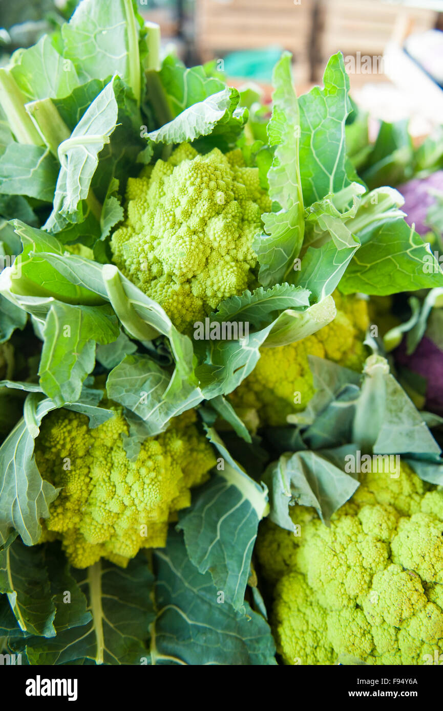 Rohe frische grüne Blumenkohl Heap auf Markt-Regal Stockfoto