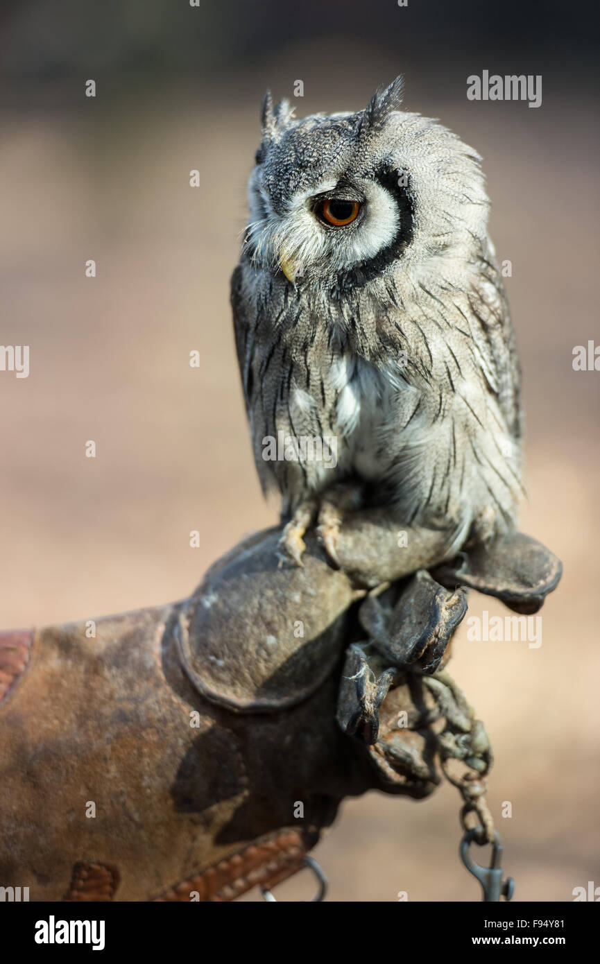 Südlichen White-faced Zwergohreule Eule, Ptilopsis Granti, leptogrammica, afrikanisch Stockfoto