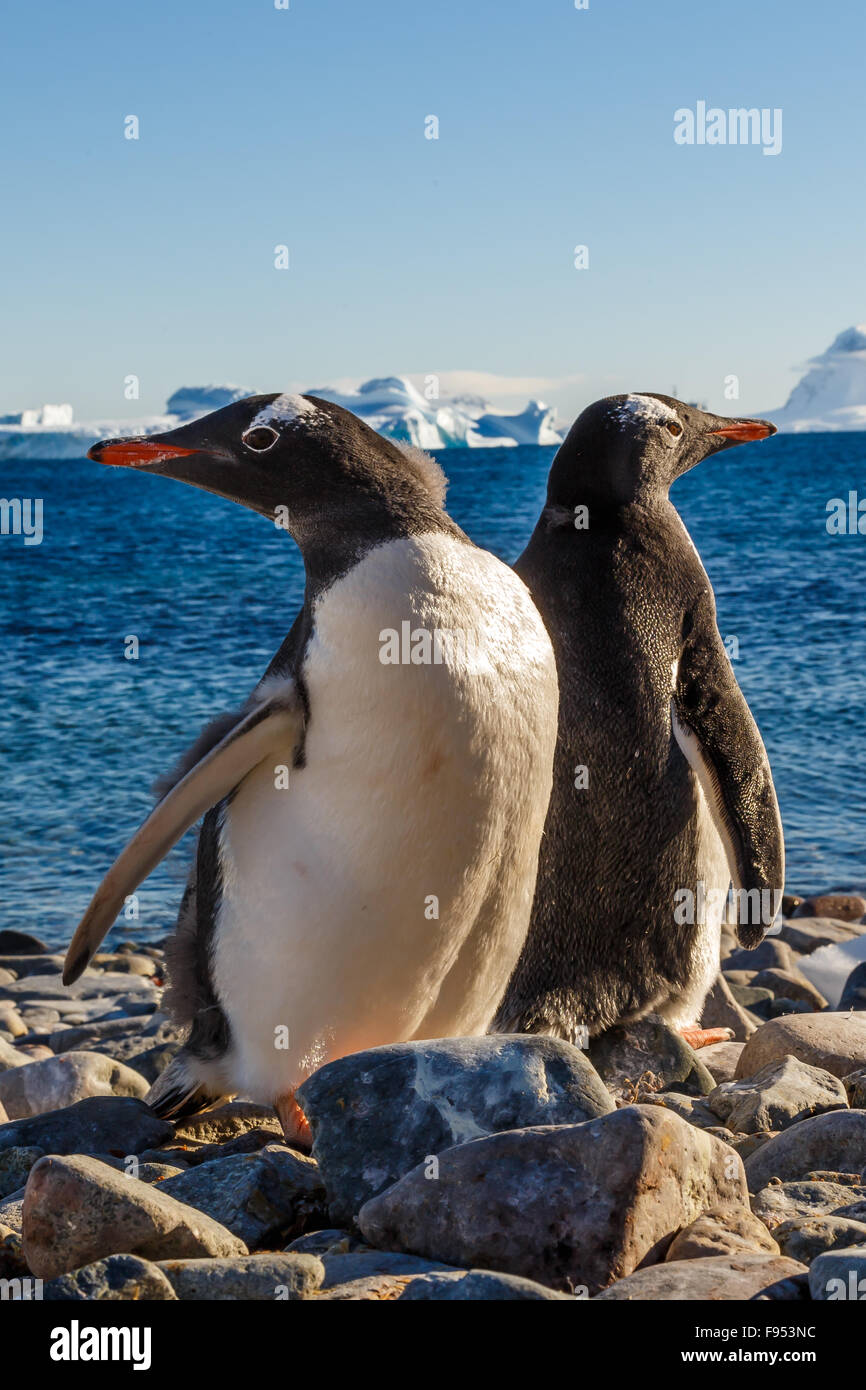 Cuverville Island Gentoo Pinguine, Antarktis Stockfoto