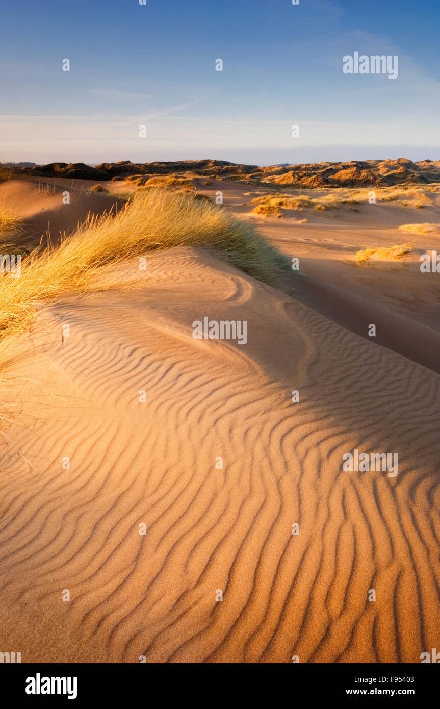 Sanddünen auf Forvie National Nature Reserve im Abendlicht - in der Nähe von Newburgh, Aberdeenshire, Schottland. Stockfoto