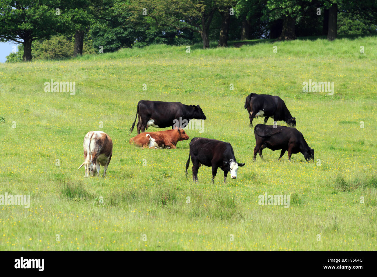 Grasende Kühe auf UK-Wiese Stockfoto