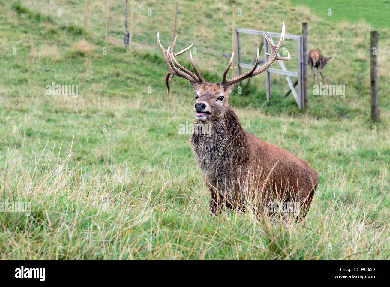 Red Deer Hirsch stehend auf einem Hügel in Perthshire Schottland in der Brunftzeit Stockfoto