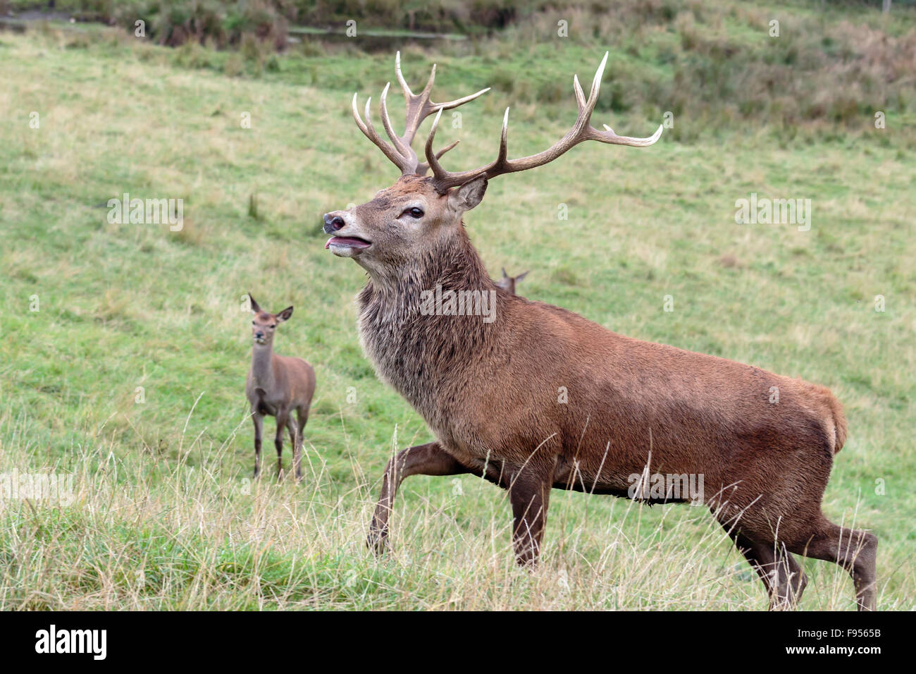 Red Deer Hirsch stehend auf einem Hügel in Perthshire Schottland in der Brunftzeit Stockfoto