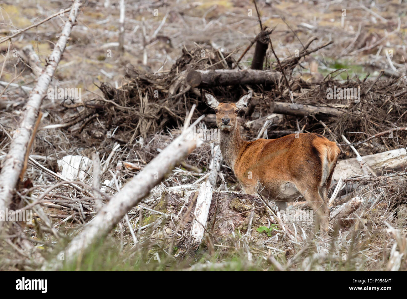 Einziges weibliches Rotwild stehen unter den gefällten Bäumen, die als Tarnung in den schottischen Highlands Stockfoto