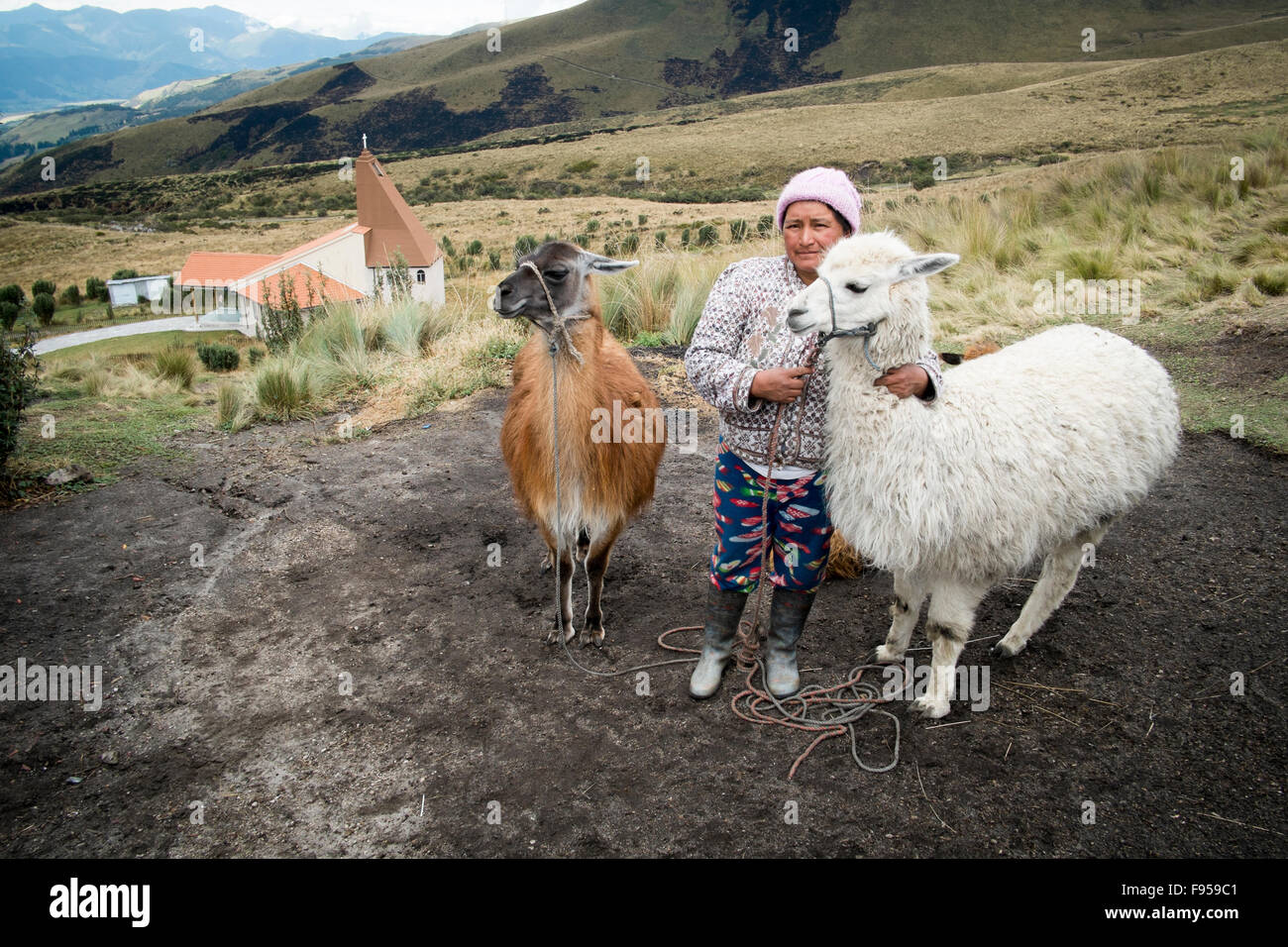 Ostseite des Pichincha Vulkans, Quito, Ecuador. Eine Frau mit ihren Alpakas Stockfoto