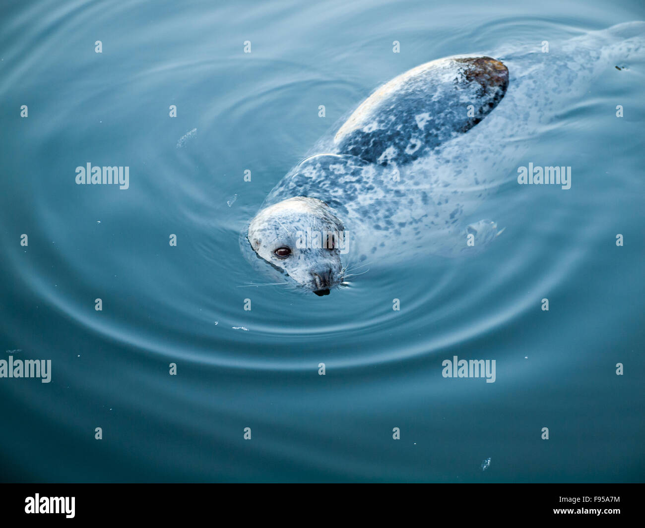 Eine wilde Seehund (Harbor Seal) am Fishermans Wharf in Victoria, British Columbia, Kanada. Stockfoto