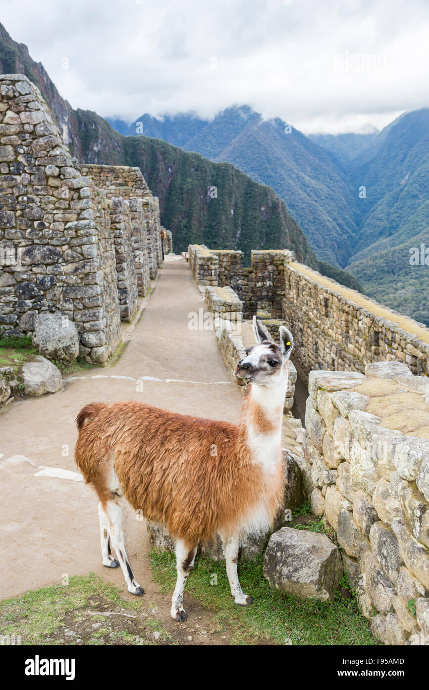 Braune und weiße Lama mit einem süßen, frechen Ausdruck posiert in der Inka-Mauern und Ruinen von Machu Picchu, der Inka-Trail, Peru Stockfoto