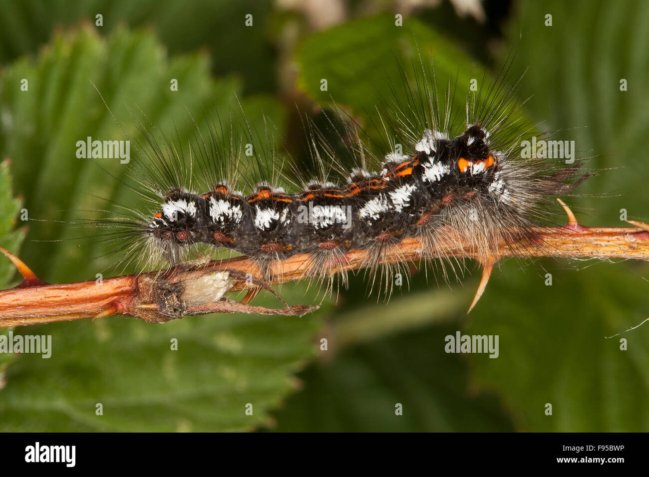 Gelb-Tail, Gold-Tail, Raupe, Schwan, Raupe, Euproctis Similis, Porthesia Similis, Sphrageidus Similis Stockfoto