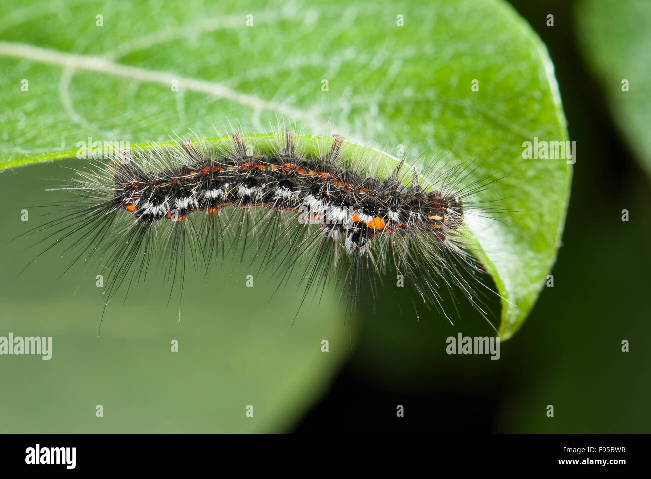 Gelb-Tail, Gold-Tail, Raupe, Schwan, Raupe, Euproctis Similis, Porthesia Similis, Sphrageidus Similis Stockfoto
