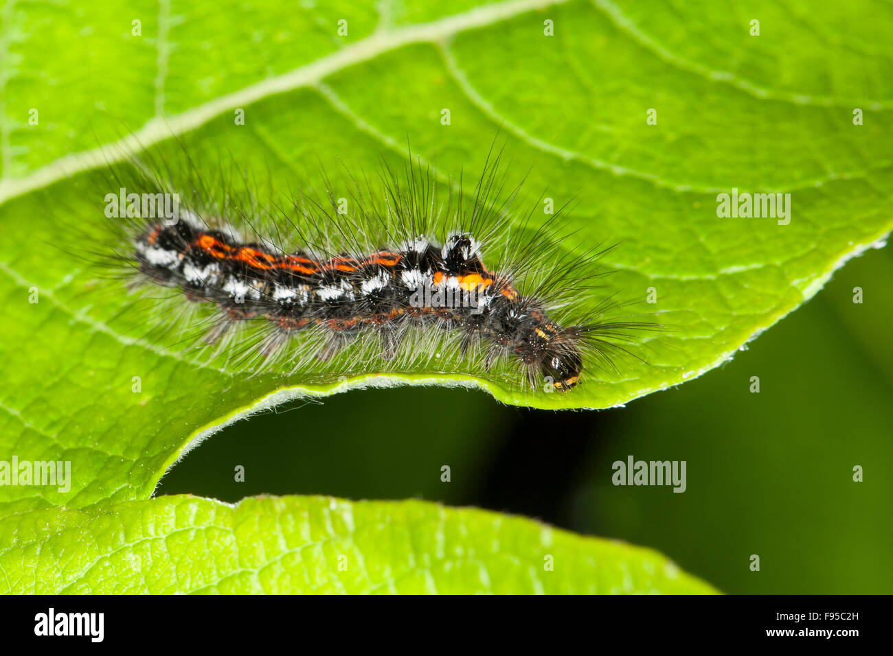 Gelb-Tail, Gold-Tail, Raupe, Schwan, Raupe, Euproctis Similis, Porthesia Similis, Sphrageidus Similis Stockfoto