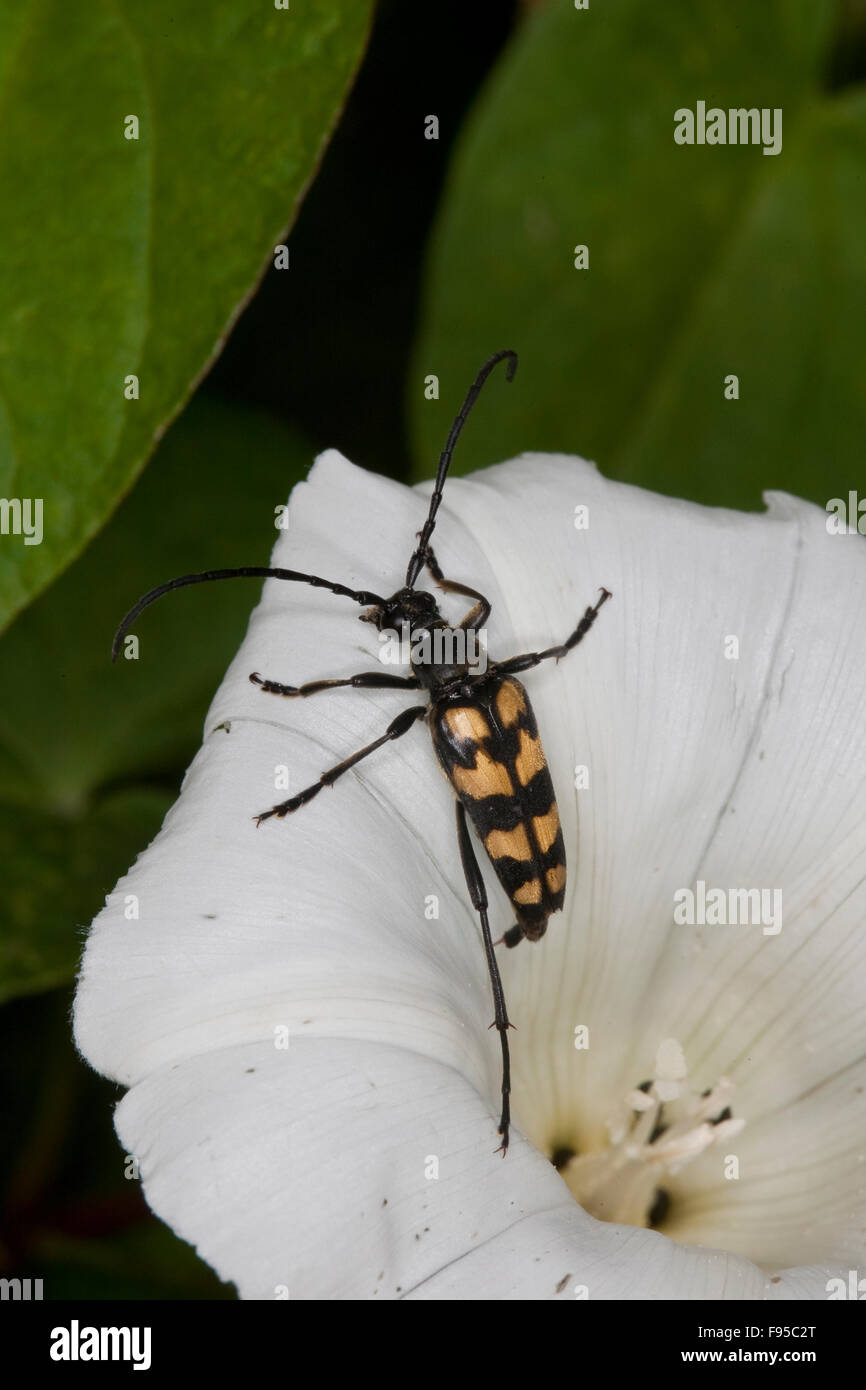 Longhorn Beetle, Vierbindiger Schmalbock, Schmal-Bock, Strangalia Quadrifasciata Leptura Quadrifasciata, Blütenbesuch gebändert Stockfoto