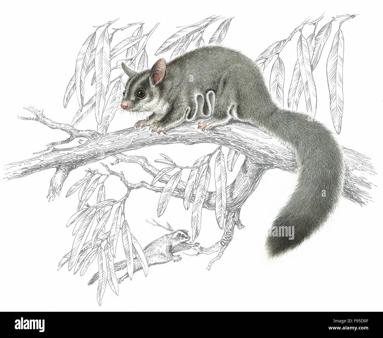 History historical archive archivalillustration Fotos und