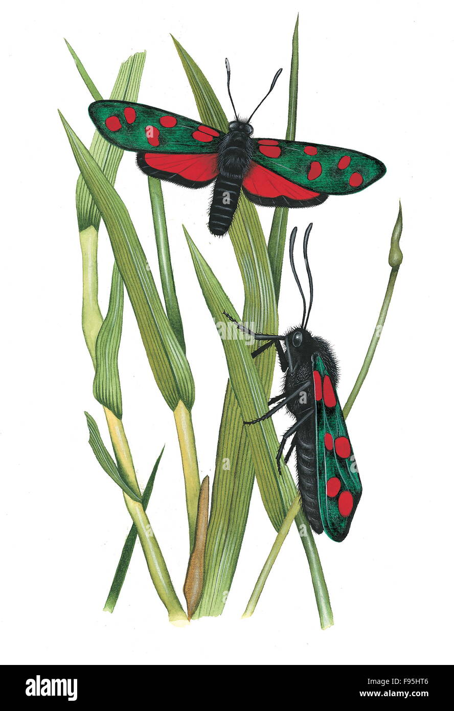 Zygaena Motte Stockfoto