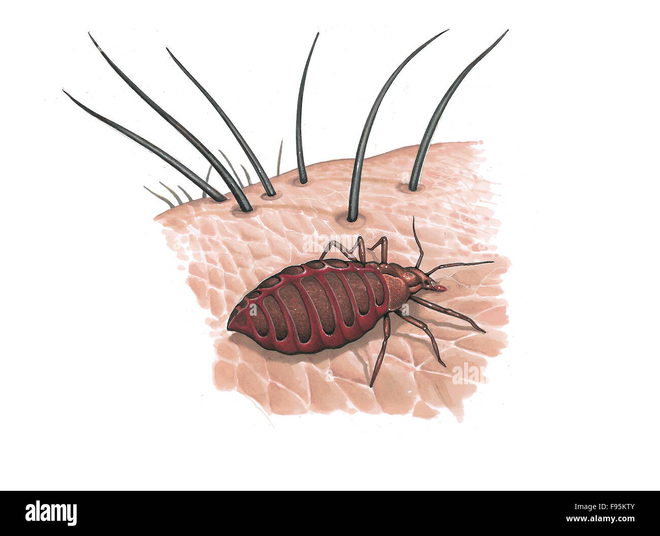 Wanze Stockfoto
