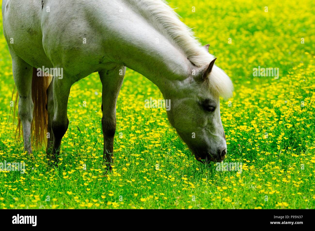 Welsh Pony in einem Feld von Butterblumen. Stockfoto Welsh Pony in einem Feld von Butterblumen. Stockfoto