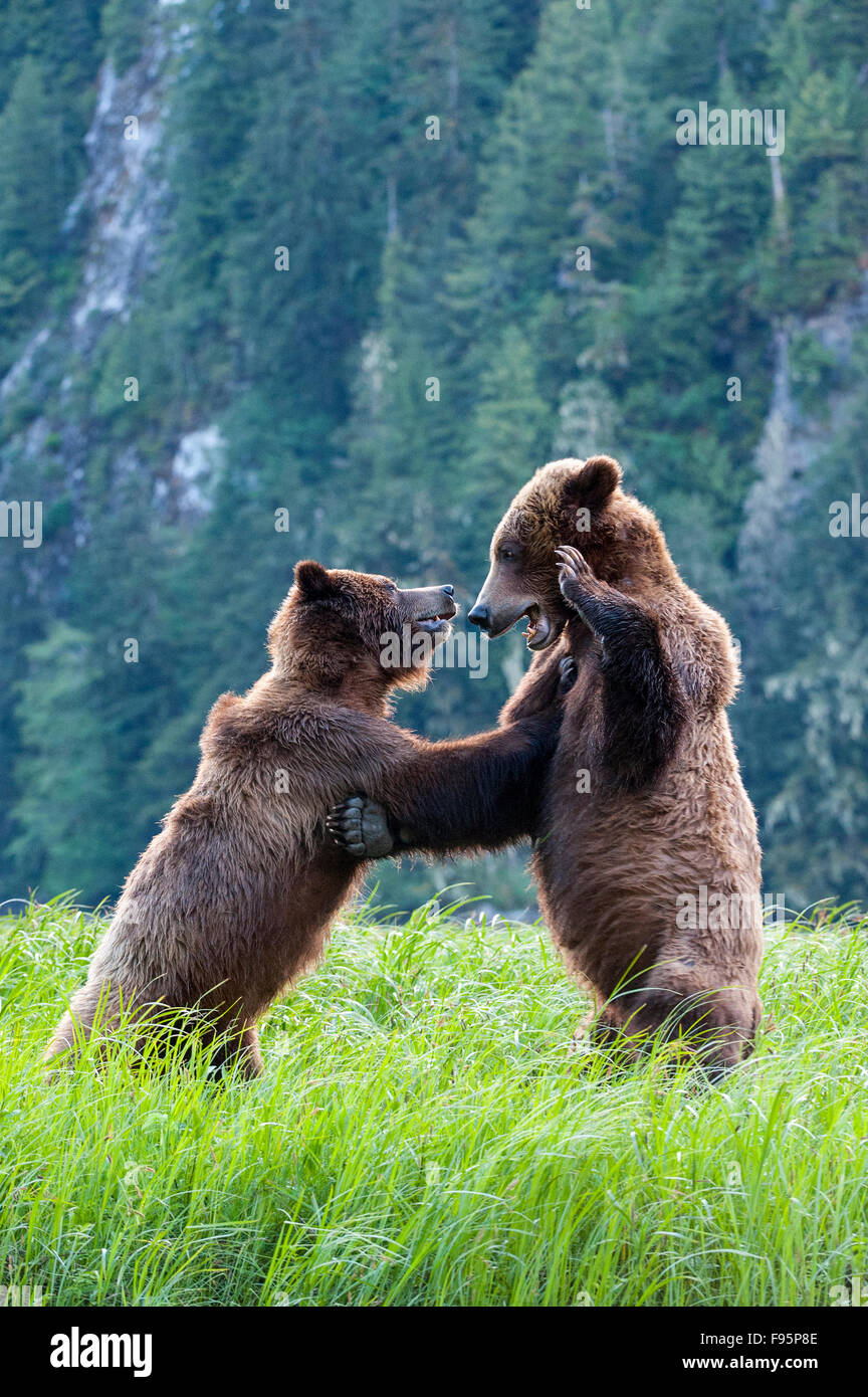 Grizzly Bär, Ursus Arctos Horribilis, Khutzeymateen, Britisch-Kolumbien Stockfoto