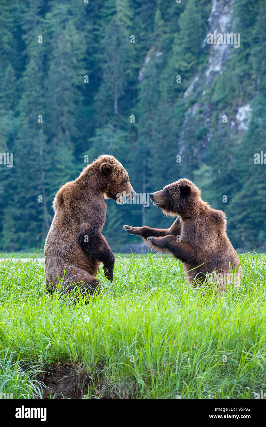 Grizzly Bär, Ursus Arctos Horribilis, Khutzeymateen, Britisch-Kolumbien Stockfoto