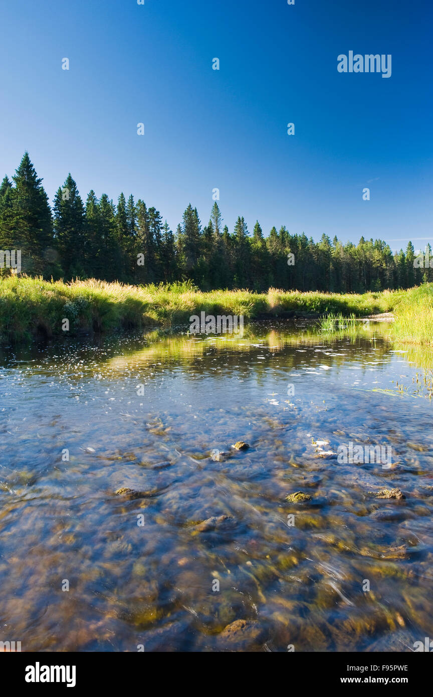 Makrelen Creek, Riding Mountain National Park, Manitoba, Kanada Stockfoto