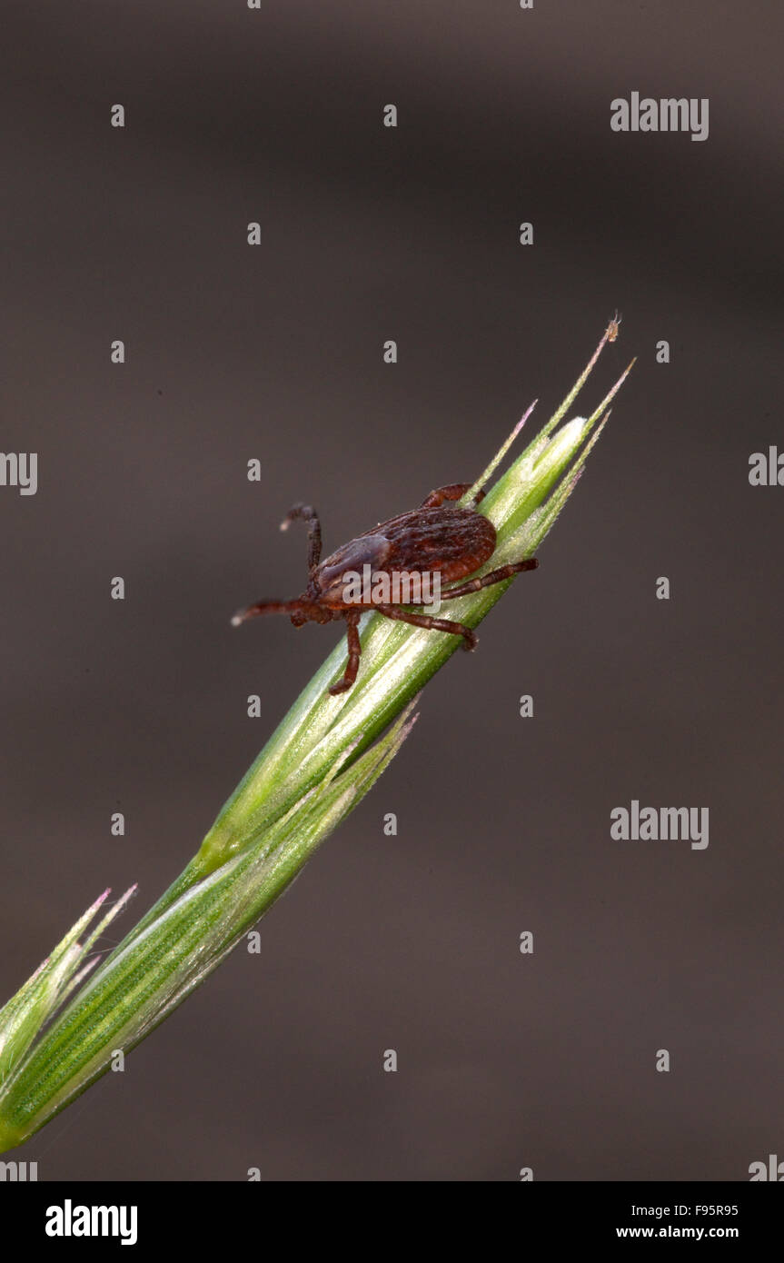 Nahaufnahme von weiblichen Holzbock oder American Dog Tick klammerte sich an Kopf wartet mit ausgestreckten Beinen für Host durch putzen grass. Stockfoto