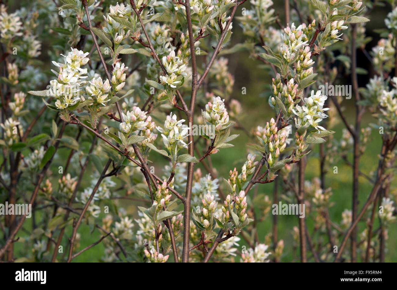 Saskatoon oder Elsbeere Busch blüht, (Amelanchier Alnifolia), in der Nähe von Thunder Bay, ON, Kanada. Stockfoto